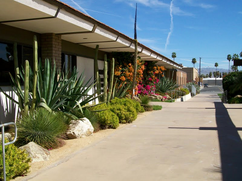 Commercial building walkway bordered by agave, cactus, shrubs, and seasonal color