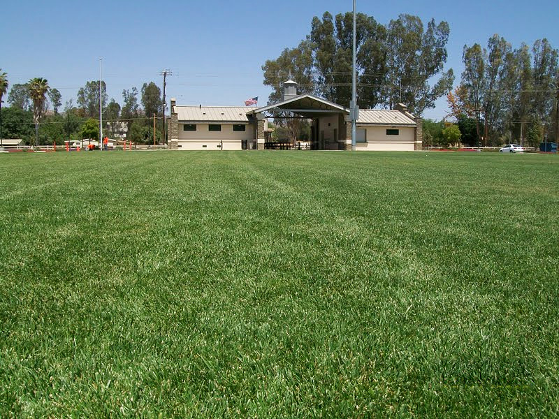 Maintained sports field facing a public facility and mature trees