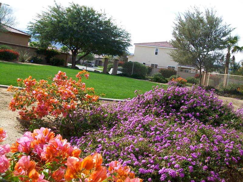 Colorful flowering shrubs beside a maintained community lawn