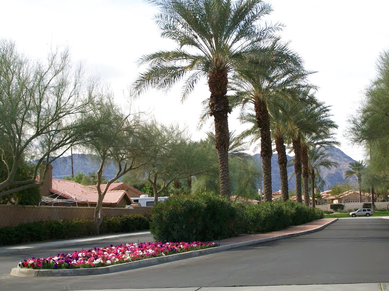 Palm-lined community approach with flowering median and maintained hedges